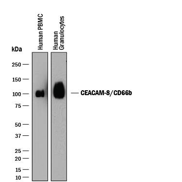 Western blot shows lysates of human peripheral blood mononuclear cells (PBMC) and human peripheral blood granulocytes. PVDF membrane was probed with 2 µg/mL of Mouse Anti-Human CEACAM-8/CD66b Monoclonal Antibody (Catalog # MAB4246) followed by HRP-conjugated Anti-Mouse IgG Secondary Antibody (Catalog # HAF018). A specific band was detected for CEACAM-8/CD66b at approximately 100 kDa (as indicated). This experiment was conducted under reducing conditions and using Immunoblot Buffer Group 1.