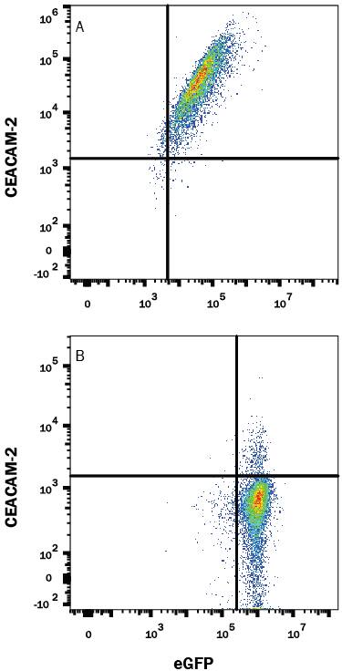 HEK293 human embryonic kidney cell line transfected with either (A) mouse CEACAM-2 or (B) irrelevant transfectants and eGFP was stained with 0.1 µg Rat Anti-Mouse CEACAM-2 Alexa Fluor® 647-conjugated Monoclonal Antibody (Catalog # FAB9214R). Quadrant markers were set based on control antibody staining (Catalog # IC005R). View our protocol for Staining Membrane-associated Proteins.