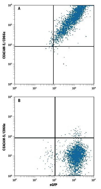 HEK293 human embryonic kidney cell line transfected with either (A) human CEACAM-5/CD66e or (B) irrelevant transfectants and eGFP was stained with Mouse Anti-Human CEACAM-5/CD66e APC-conjugated Monoclonal Antibody (Catalog # FAB41281A). Quadrant markers were set based on control antibody staining (Catalog # IC003A). View our protocol for Staining Membrane-associated Proteins.