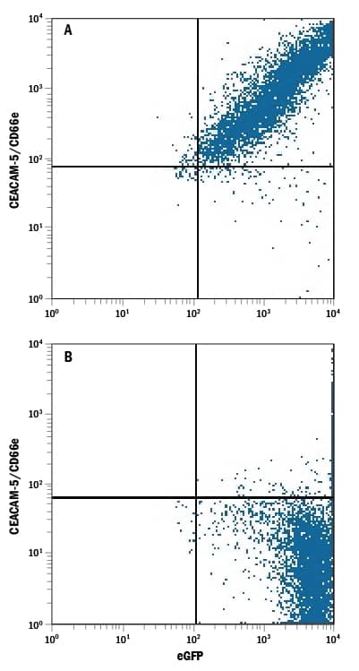 HEK293 human embryonic kidney cell line transfected with either (A) human CEACAM-5/CD66e or (B) irrelevant transfetants and eGFP was stained with Mouse Anti-Human CEACAM-5/CD66e PE-conjugated Monoclonal Antibody (Catalog # FAB41281P). Quadrant markers were set based on control antibody staining (Catalog # IC003P). View our protocol for Staining Membrane-associated Proteins.
