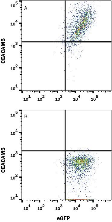 HEK293 human embryonic kidney cell line transfected with either (A) human CEACAM-5/CD66e or (B) irrelevant transfectants and eGFP was stained with Mouse Anti-Human CEACAM‑5/CD66e Alexa Fluor® 647‑conjugated Monoclonal Antibody (Catalog # FAB41281R). Quadrant markers were set based on control antibody staining (IC003R). Staining was performed using our Staining Membrane-associated Proteins protocol.