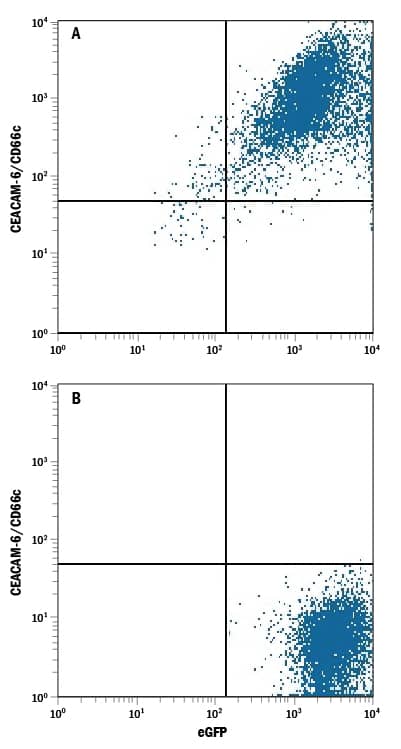 HEK293 human embryonic kidney cell line transfected with (A) human CEACAM-6/CD66c or (B) irrelevant transfectants and eGFP was stained with Mouse Anti-Human CEACAM-6/CD66c APC-conjugated Monoclonal Antibody (Catalog # FAB3934A). Quadrant markers were set based on control antibody staining (Catalog # IC003A). View our protocol for Staining Membrane-associated Proteins.