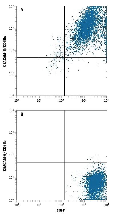 HEK293 human embryonic kidney cell line transfected with (A) human CEACAM-6/CD66c or (B) irrelevant transfectants and eGFP was stained with Mouse Anti-Human CEACAM-6/CD66c Monoclonal Antibody (Catalog # MAB3934) followed by Allophycocyanin-conjugated Anti-Mouse IgG Secondary Antibody (Catalog # F0101B). Quadrant markers were set based on control antibody staining (Catalog # MAB003).