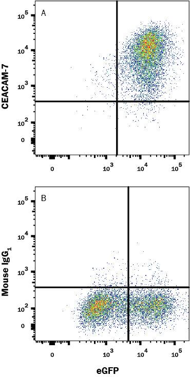HEK293 human embryonic kidney cell line transfected with human CEACAM-7 and eGFP was stained with either (A) Mouse Anti-Human CEACAM-7 Monoclonal Antibody (Catalog # MAB44782) or (B) Mouse IgG1 Isotype Control(Catalog # MAB002) followed by APC-conjugated Anti-Mouse IgG Secondary Antibody (Catalog # F0101B). View our protocol for Staining Membrane-associated Proteins.