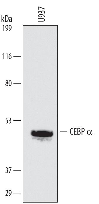 Western blot shows lysates of U937 human histiocytic lymphoma cell line. PVDF membrane was probed with 1 µg/mL of Mouse Anti-Human CEBP a Monoclonal Antibody (Catalog # MAB7094) followed by HRP-conjugated Anti-Mouse IgG Secondary Antibody (Catalog # HAF007). A specific band was detected for CEBP a at approximately 42 kDa (as indicated). This experiment was conducted under reducing conditions and using Immunoblot Buffer Group 1.