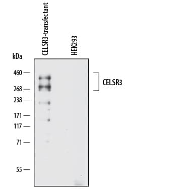 Western blot shows lysates of HEK293 human embryonic kidney cell line either mock transfected or transfected with human CELSR3. PVDF membrane was probed with 0.1 µg/mL of Mouse Anti-Human CELSR3 Monoclonal Antibody (Catalog # MAB7278) followed by HRP-conjugated Anti-Mouse IgG Secondary Antibody (HAF007). Specific bands were detected for CELSR3 at approximately 260 and 400 kDa (as indicated). This experiment was conducted under reducing conditions and using Immunoblot Buffer Group 8.