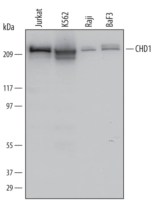 Western blot shows lysates of Jurkat human acute T cell leukemia cell line, K562 human chronic myelogenous leukemia cell line, Raji human Burkitt's lymphoma cell line, and BaF3 mouse pro-B cell line. PVDF Membrane was probed with 0.5 µg/mL of Human CHD1 Monoclonal Antibody (Catalog # MAB6195) followed by HRP-conjugated Anti-Mouse IgG Secondary Antibody (Catalog # HAF007). A specific band was detected for CHD1 at approximately 220 kDa (as indicated). This experiment was conducted under reducing conditions and using Immunoblot Buffer Group 1.