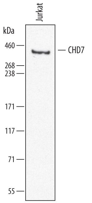 Western blot shows lysates of Jurkat human acute T cell leukemia cell line. PVDF membrane was probed with 0.5 µg/mL of Sheep Anti-Human CHD7 Antigen Affinity-purified Polyclonal Antibody (Catalog # AF7350) followed by HRP-conjugated Anti-Sheep IgG Secondary Antibody (Catalog # HAF016). A specific band was detected for CHD7 at approximately 350 kDa (as indicated). This experiment was conducted under reducing conditions and using Immunoblot Buffer Group 8.