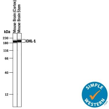 Simple Western CHL-1/L1CAM-2 Antibody [Unconjugated]