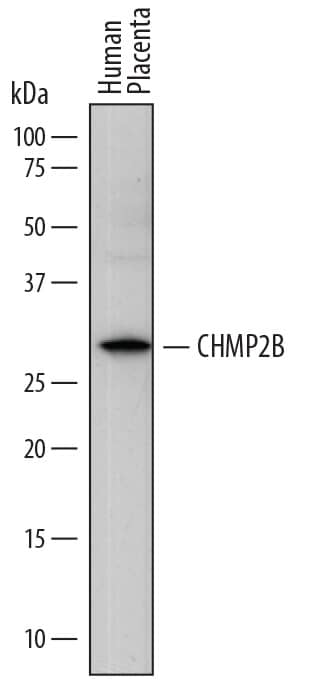 Western Blot CHMP2B Antibody (791521) [Unconjugated]