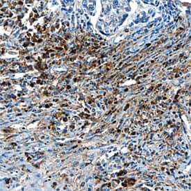 Immunohistochemistry CIB1 Antibody (791119) [Unconjugated]