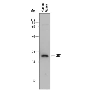 Western Blot CIB1 Antibody (791119) [Unconjugated]