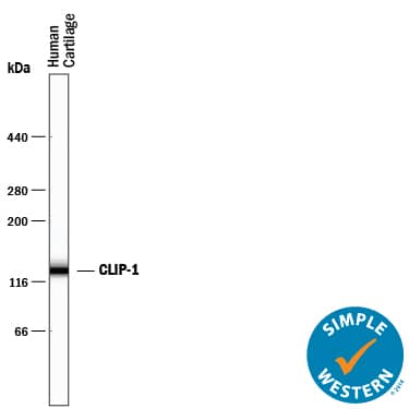Simple Western CILP-1 Antibody [Unconjugated]