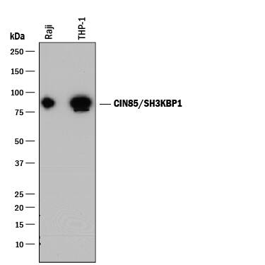 Western blot shows lysates of Raji human Burkitt's lymphoma cell line and THP-1 human acute monocytic leukemia cell line. PVDF membrane was probed with 2 µg/mL of Mouse Anti-Human CIN85/SH3KBP1 Monoclonal Antibody (Catalog # MAB8877) followed by HRP-conjugated Anti-Mouse IgG Secondary Antibody (Catalog # HAF018). A specific band was detected for CIN85/SH3KBP1 at approximately 80 kDa (as indicated). This experiment was conducted under reducing conditions and using Immunoblot Buffer Group 1.