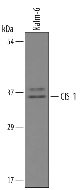 Western Blot CISH/CIS-1 Antibody [Unconjugated]