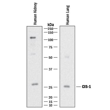 Western Blot CISH/CIS-1 Antibody (989616) [Unconjugated]