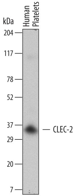 Western blot shows lysates of human platelets. PVDF Membrane was probed with 2 µg/mL of Mouse Anti-Human CLEC-2/CLEC1B Monoclonal Antibody (Catalog # MAB1718) followed by HRP-conjugated Anti-Mouse IgG Secondary Antibody (Catalog # HAF007). A specific band was detected for CLEC-2/CLEC1B at approximately 35 kDa (as indicated). This experiment was conducted under reducing conditions and using Immunoblot Buffer Group 5.