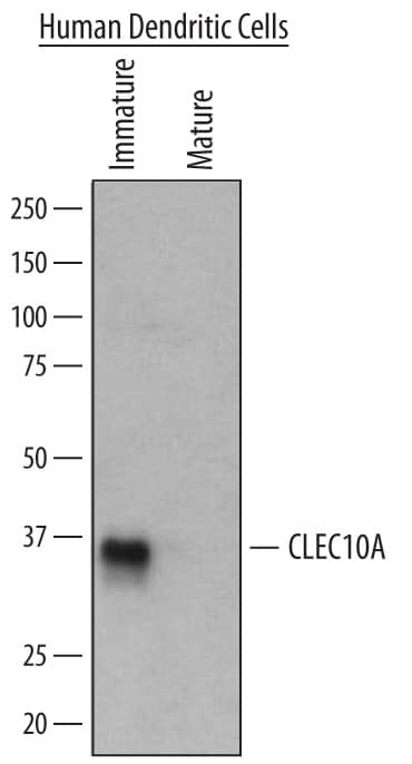 Western Blot CLEC10A/CD301 Antibody