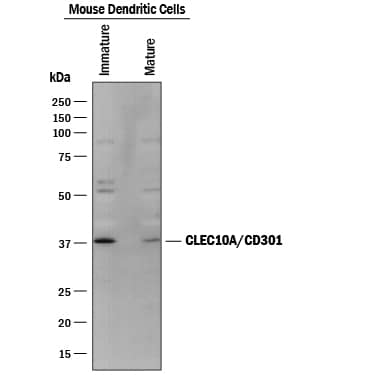 Western Blot CLEC10A/CD301 Antibody