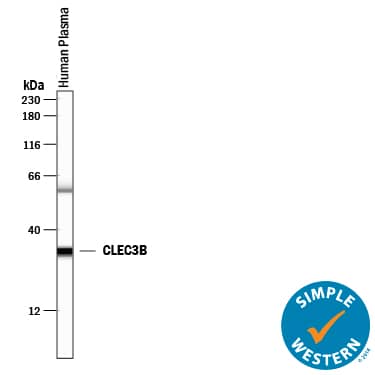 Simple Western CLEC3B/Tetranectin Antibody (805035) [Unconjugated]