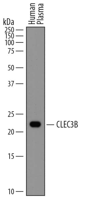 Western Blot CLEC3B/Tetranectin Antibody (805035) [Unconjugated]