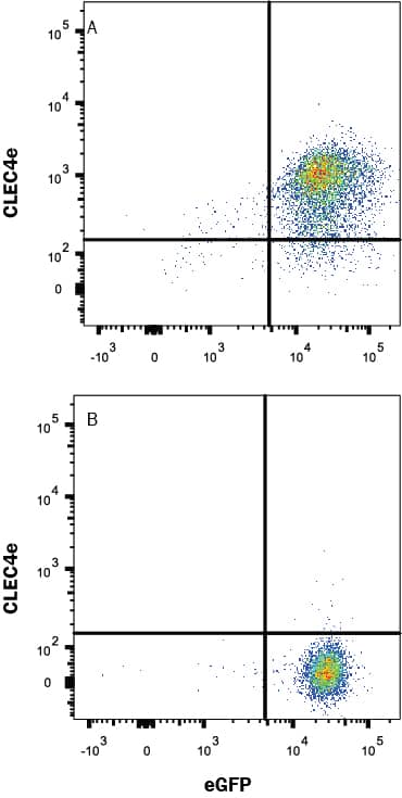 HEK293 human embryonic kidney cell line transfected with either (A) human CLEC4e or (B) irrelevant protein and eGFP was stained with Rabbit Anti-Human CLEC4e Monoclonal Antibody (Catalog # MAB8995) followed by Allophycocyanin-conjugated Anti-Rabbit IgG Secondary Antibody (Catalog # F0111). Quadrant markers were set based on control antibody staining (Catalog # MAB1050). View our protocol for Staining Membrane-associated Proteins.
