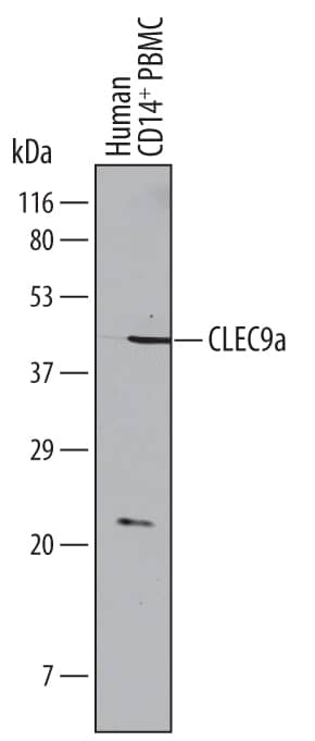 Western blot shows lysates of human CD14+peripheral blood mononuclear cells (PBMC). PVDF Membrane was probed with 1 µg/mL of Sheep Anti-Human CLEC9a Antigen Affinity-purified Polyclonal Antibody (Catalog # AF6049) followed by HRP-conjugated Anti-Sheep IgG Secondary Antibody (Catalog # HAF016). A specific band was detected for CLEC9a at approximately 45 kDa (as indicated). This experiment was conducted under reducing conditions and using Immunoblot Buffer Group 8.