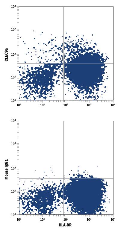 Human peripheral blood cells gated on CD3-CD141+cells were stained with Mouse Anti-Human HLA-DR PerCP-conjugated Monoclonal Antibody (Catalog # FAB4869C) and either (A) Mouse Anti-Human CLEC9a Alexa Fluor® 488-conjugated Monoclonal Antibody (Catalog # FAB6049G) or (B) Mouse IgG1Alexa Fluor 488 Isotype Control (IC002G). View our protocol for Staining Membrane-associated Proteins.
