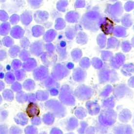 CLEC9a was detected in perfusion fixed frozen sections of mouse spleen using Rat Anti-Mouse CLEC9a Monoclonal Antibody (Catalog # MAB6776) at 25 µg/mL overnight at 4 °C. Tissue was stained using the Anti-Rat HRP-DAB Cell & Tissue Staining Kit (brown; Catalog # CTS017) and counter-stained with hematoxylin (blue). Specific staining was localized to cytoplasm of dendritic cells. View our protocol for Chromogenic IHC Staining of Frozen Tissue Sections.