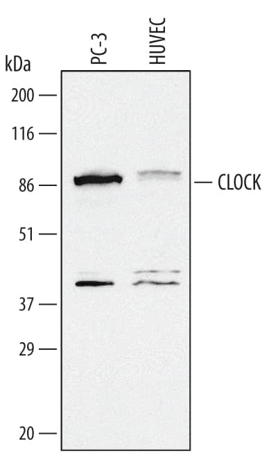 Western Blot CLOCK Antibody