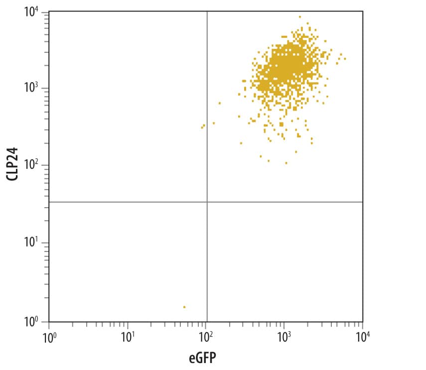 Flow Cytometry CLP24/TMEM204 Antibody (652424)