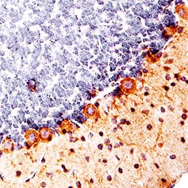 Immunohistochemistry CNTF Antibody [Unconjugated]