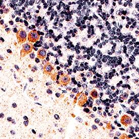 Immunohistochemistry CNTF Antibody [Unconjugated]