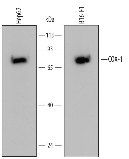 Western blot shows lysates of HepG2 human hepatocellular carcinoma cell line and B16-F10 mouse melanoma cell line. PVDF Membrane was probed with 2 µg/mL of Human COX-1 Monoclonal Antibody (Catalog # MAB37401) followed by HRP-conjugated Anti-Mouse IgG Secondary Antibody (Catalog # HAF007). A specific band was detected for COX-1 at approximately 70 kDa (as indicated). This experiment was conducted under reducing conditions and using Immunoblot Buffer Group 2.