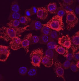 Immunocytochemistry COX-2 Antibody