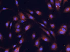 Immunocytochemistry COX-2 Antibody