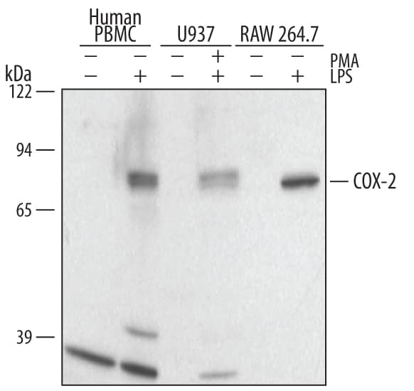 Western Blot COX-2 Antibody