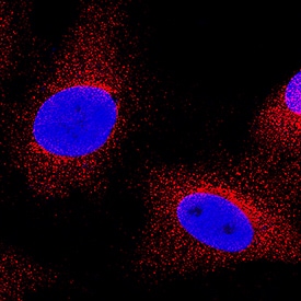 <b>Biological Strategies Validation. </b>COX-2 was detected in immersion fixed A549 human lung carcinoma cell line using Mouse Anti-Human COX-2 Monoclonal Antibody (Catalog # MAB4198) at 8 µg/mL for 3 hours at room temperature. Cells were stained using the NorthernLights™ 557-conjugated Anti-Mouse IgG Secondary Antibody (red; Catalog # NL007) and counterstained with DAPI (blue). Specific staining was localized to cytoplasm. View our protocol for Fluorescent ICC Staining of Cells on Coverslips.