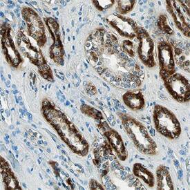 COX4-I1 was detected in immersion fixed paraffin-embedded sections of normal human kidney using Goat Anti-Human/Mouse COX4-I1 Antigen Affinity-purified Polyclonal Antibody (Catalog # AF5814) at 10 µg/mL overnight at 4 °C. Before incubation with the primary antibody, tissue was subjected to heat-induced epitope retrieval using Antigen Retrieval Reagent-Basic (Catalog # CTS013). Tissue was stained using the Anti-Goat HRP-DAB Cell & Tissue Staining Kit (brown; Catalog # CTS008) and counterstained with hematoxylin (blue). View our protocol for Chromogenic IHC Staining of Paraffin-embedded Tissue Sections.