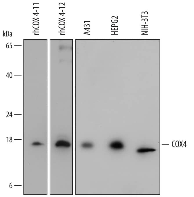Western blot shows lysates of A431 human epithelial carcinoma cell line, HepG2 human hepatocellular carcinoma cell line, and NIH-3T3 mouse embryonic fibroblast cell line. PVDF membrane was probed with 1 µg/mL of Mouse Anti-Human COX4 Monoclonal Antibody (Catalog # MAB6980) followed by HRP-conjugated Anti-Mouse IgG Secondary Antibody (Catalog # HAF007). For addtional reference, recombinant human COX4-I1 (5 ng/lane) and recombinant human COX4-I2 (2.5 ng/lane) were included. A specific band was detected for COX4 at approximately 18 kDa (as indicated). This experiment was conducted under reducing conditions and using Immunoblot Buffer Group 2.
