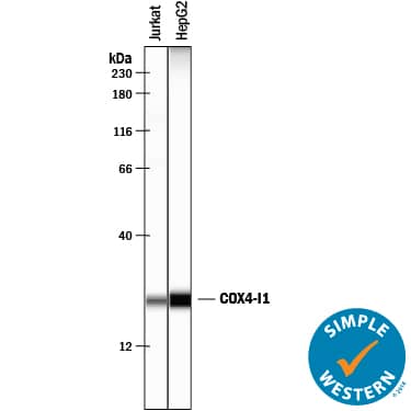 Simple Western lane view shows lysates of Jurkat human acute T cell leukemia cell line and HepG2 human hepatocellular carcinoma cell line, loaded at 0.2 mg/mL. A specific band was detected for COX4-I1 at approximately 24 kDa (as indicated) using 10 µg/mL of Goat Anti-Human/Mouse COX4-I1 Antigen Affinity-purified Polyclonal Antibody (Catalog # AF5814) followed by 1:50 dilution of HRP-conjugated Anti-Goat IgG Secondary Antibody (Catalog # HAF109). This experiment was conducted under reducing conditions and using the 12-230 kDa separation system.