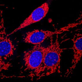 COX4 was detected in immersion fixed NIH-3T3 mouse embryonic fibroblast cell line using Mouse Anti-Human/Mouse COX4 Monoclonal Antibody (Catalog # MAB6980) at 10 µg/mL for 3 hours at room temperature. Cells were stained using the NorthernLights™ 557-conjugated Anti-Mouse IgG Secondary Antibody (red; Catalog # NL007) and counterstained with DAPI (blue). Specific staining was localized to mitochondria. View our protocol for Fluorescent ICC Staining of Cells on Coverslips.