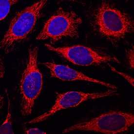 COX4 was detected in immersion fixed HeLa human cervical epithelial carcinoma cell line using Mouse Anti-Human/Mouse COX4 Monoclonal Antibody (Catalog # MAB6980) at 10 µg/mL for 3 hours at room temperature. Cells were stained using the NorthernLights™ 557-conjugated Anti-Mouse IgG Secondary Antibody (red; Catalog # NL007) and counterstained with DAPI (blue). Specific staining was localized to mitochondria. View our protocol for Fluorescent ICC Staining of Cells on Coverslips.
