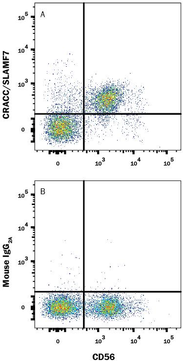 Human peripheral blood mononuclear cells (PBMCs) gated on CD3-cells were stained with Mouse Anti-Human NCAM-1/CD56 PE-conjugated Monoclonal Antibody (Catalog # FAB2408P) and either (A) Mouse Anti-Human CRACC/SLAMF7 APC-conjugated Monoclonal Antibody (Catalog # FAB1906A) or (B) Mouse IgG2AAllophycocyanin Isotype Control (Catalog # IC003A). View our protocol for Staining Membrane-associated Proteins.