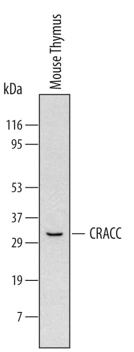 Western blot shows lysates of human peripheral blood mononuclear cells. PVDF membrane was probed with 2 µg/mL of Rat Anti-Mouse CRACC/SLAMF7 Monoclonal Antibody (Catalog # MAB4628) followed by HRP-conjugated Anti-Rat IgG Secondary Antibody (Catalog # HAF005). A specific band was detected for CRACC/SLAMF7 at approximately 33 kDa (as indicated). This experiment was conducted under reducing conditions and using Immunoblot Buffer Group 1.