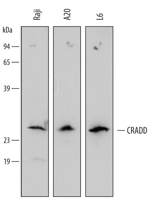 Western Blot RAIDD/CRADD Antibody