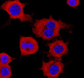 CRBN was detected in immersion fixed RAW 264.7 mouse monocyte/macrophage cell line using Mouse Anti-Human CRBN Polyclonal Antibody (Catalog # MAB9574) at 1 µg/mL for 3 hours at room temperature. Cells were stained using the NorthernLights™ 557-conjugated Anti-Mouse IgG Secondary Antibody (red; Catalog # NL007) and counterstained with DAPI (blue). Specific staining was localized to cytoplasm. View our protocol for Fluorescent ICC Staining of Non-adherent Cells.