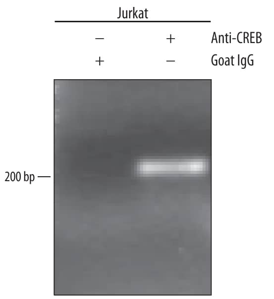 <b>Biological Strategies Validation. </b>Jurkat human acute T cell leukemia cell line treated with 50 ng/mL PMA and 200 ng/mL calcium ionomycin for 30 minutes was fixed using formaldehyde, resuspended in lysis buffer, and sonicated to shear chromatin. CREB/DNA complexes were immunoprecipitated using 5 µg Goat Anti-Human CREB Antigen Affinity-purified Polyclonal Antibody (Catalog # AF2989) or control antibody (Catalog # AB-108-C) for 15 minutes in an ultrasonic bath, followed by Biotinylated Anti-Goat IgG Secondary Antibody (Catalog # BAF109). Immunocomplexes were captured using 50 µL of MagCellect Streptavidin Ferrofluid (Catalog # MAG999) and DNA was purified using chelating resin solution. Thefospromoter was detected by standard PCR.
