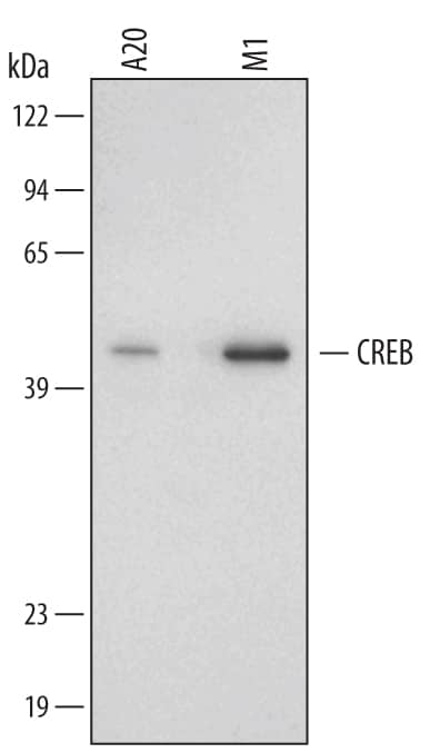 Western blot shows lysates of A20 mouse B cell lymphoma cell line and M1 mouse myeloid leukemia cell line. PVDF membrane was probed with 1 µg/mL of Mouse/Rat CREB Monoclonal Antibody (Catalog # MAB5435) followed by HRP-conjugated Anti-Rat IgG Secondary Antibody (Catalog # HAF005). A specific band was detected for CREB at approximately 43 kDa (as indicated). This experiment was conducted under reducing conditions and using Immunoblot Buffer Group 3.