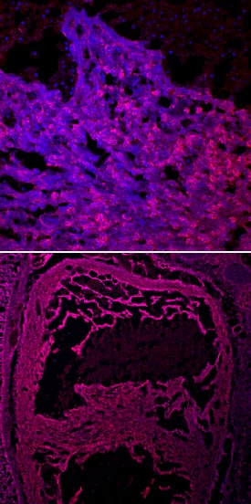 Immunohistochemistry CRELD1 Antibody